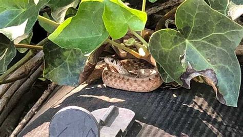 North Carolina Wildlife Officials Warn Of Increased Snake Sightings