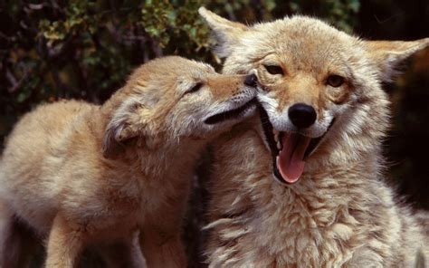 Coyote Mom And Pup Beautiful Creatures Animals Beautiful Cute Animals