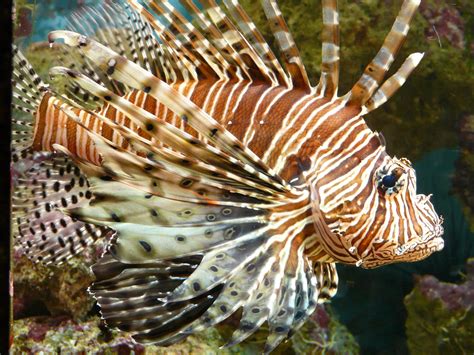 The Lionfish And Established Invasive Populations Marine Science