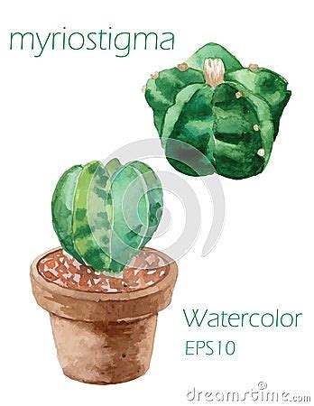 Cactuses Euphorbia Obesa Watercolor Painting On White Backgroun Cartoon