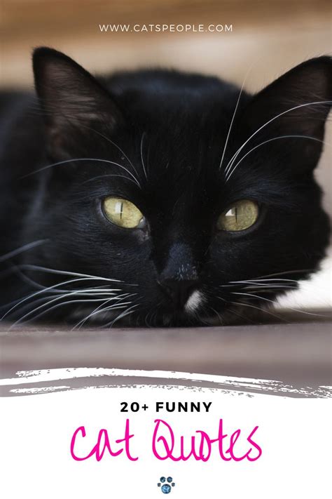 20 Funny Cat Quotes Cat Quotes Funny Cats Funny Cat Photos