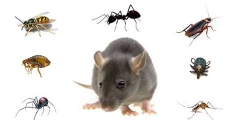 Pest Control Guildford Nsw With Warranty Masters Pest Control Sydney