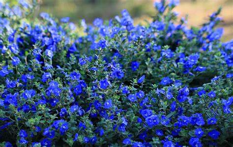 Incredible Blue Flowering Shrubs Ideas Fancy Living Room