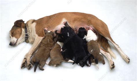 Puppies Feeding From Their Mother Stock Image C0536027 Science