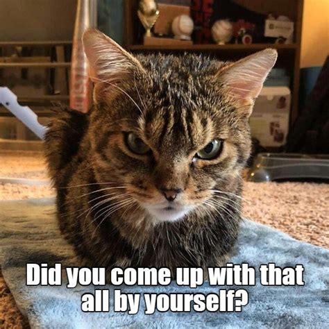 Intimidation Kitty Is Intimidating Lolcats Lol Cat Memes Funny