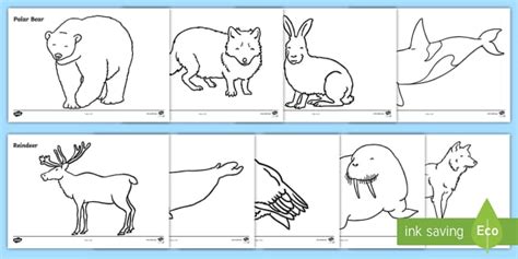 Habitat coloring pages for children to discover the animals of the arctic tundra. Arctic Animals Colouring Sheets (teacher made)