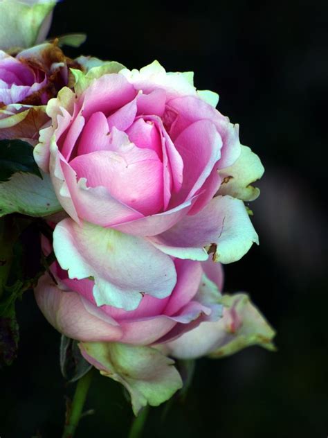 Roses Flowers Pink Free Photo On Pixabay