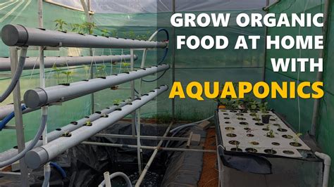 Backyard Aquaponics Overview Grow Your Own Organic Food At Home YouTube