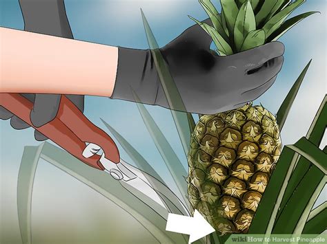 How To Harvest Pineapple 14 Steps With Pictures Wikihow