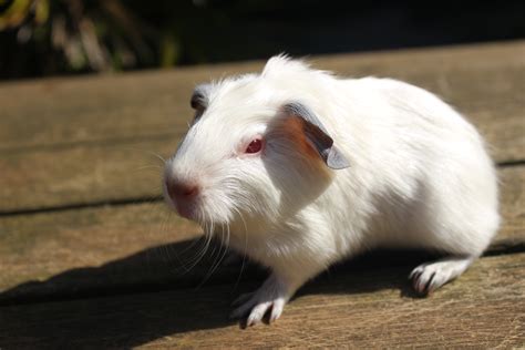 Satin For Sale Guinea Pigs Breed Information Omlet