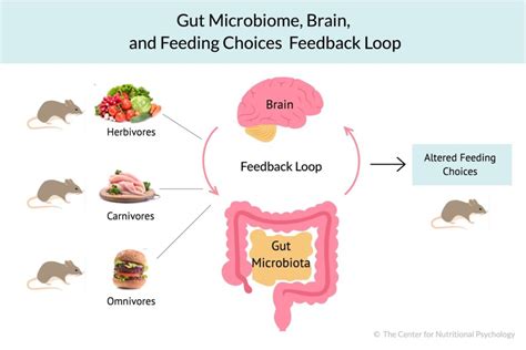 Are You What Your Gut Microbiome Wants You To Eat Nutritional Psychology