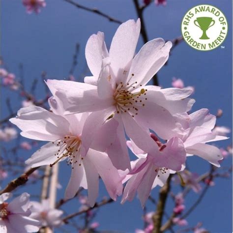 Maybe you would like to learn more about one of these? Prunus × subhirtella Autumnalis Rosea | Pink Winter Cherry ...