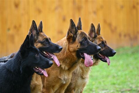 Most pet experts agree that fresh food is one of the best options, and nomnomnow is the company to trust. What Is The BEST Dog Food For German Shepherds? | Dog Food ...