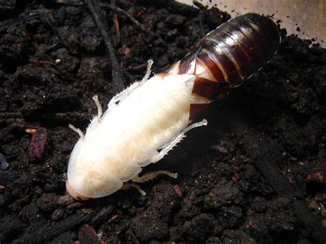 What Is An Albino Cockroach The Truth About White Cockroaches
