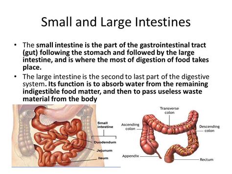 Digestion For Optimal Health Virginia Rounds Griffiths Happivize
