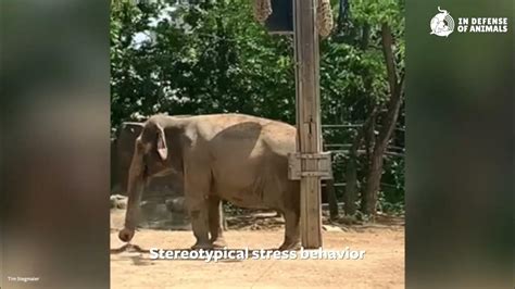10 Worst Zoos For Elephants 10 Cincinnati Zoo Youtube