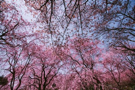 Free Stock Photo Of Beautiful Flowers Cherry Blossom Hanami