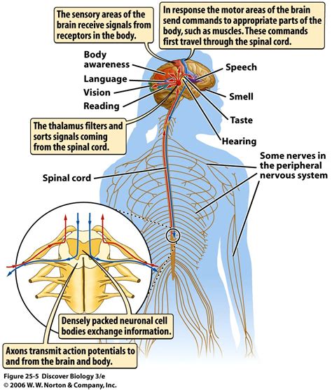 Central Nervous System Diagram Brain And Spinal Cord Organisation Of Peripheral Nervous System