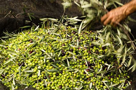 Green Olive Harvest In Apulia South Italy Stock Image Image Of