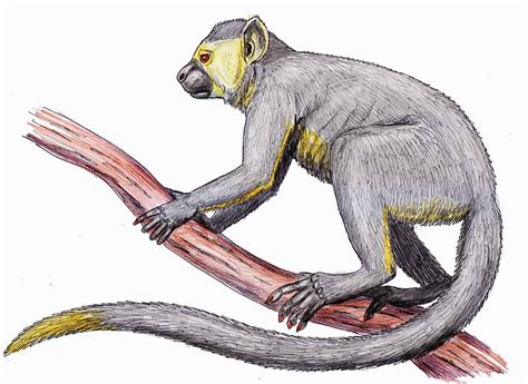 7 Prehistoric Primates You Should Know About Az Animals