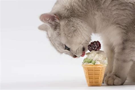Can Cats Eat Icecream Canzb