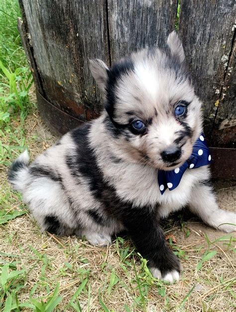 If the answer to either of these questions is yes, then be sure to familiarize yourself with the region! Beautiful Pomsky(husky/pom) puppies for sale. Check out ...