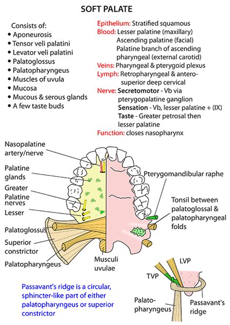 Instant Anatomy Head And Neck Areasorgans Mouth Soft Palate