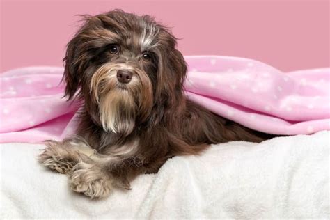 Chocolate Havanese 13 Amazing Color Combinations Revealed