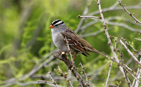 Wild About Texas White Crowned Sparrow