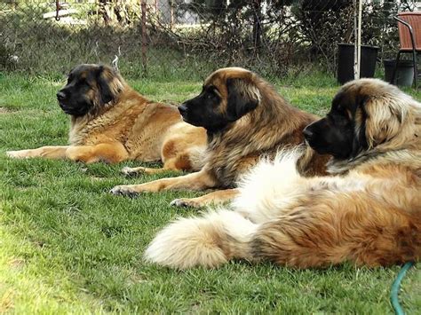 Love Their Size Leonbergers Leonberger Dog Leonberger Leonburger Dog