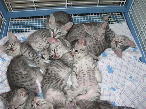 They are tica reg , vet checked de persian, maine coon, ragdoll, american shorthair, siamese, exotic shorthair, abyssinian, sphynx. 4 Egyptian Mau Kittens FOR SALE ADOPTION from Fayette ...
