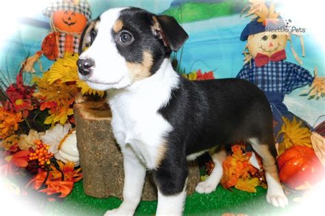 Each of our puppies comes with a 30 day money back guarantee. Border Collie X: Border Collie puppy for sale near Chicago, Illinois. | 008f2db9-cee1