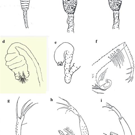 Terminal Structures Of Sand Flies A Spermatheca Of Phlebotomus Download Scientific Diagram