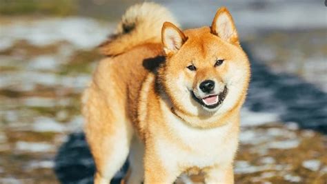 20 Cool Facts About The Shiba Inu Dog Breed