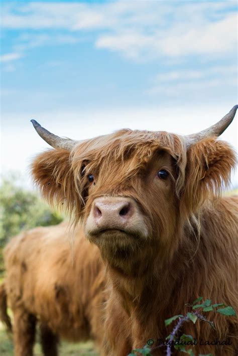 Scottish Highland Cattle Fluffy Cows Cow Photography Cow Pictures