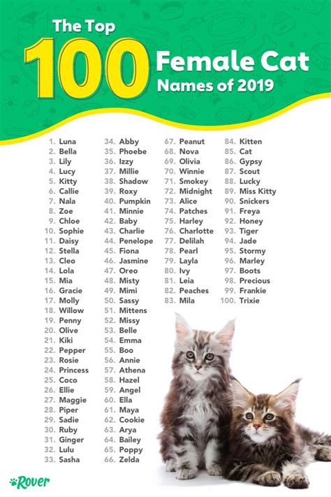 You will notice that the most popular cat names mostly have one or two syllables, this is because when training your new addition you won't need to spend forever trying to teach them their name, so its easier for them, as they have a lot to learn in the. The 100 Most Popular Male and Female Cat Names of 2020 ...