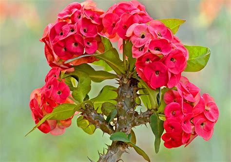 Euphorbia Milii Guide How To Grow And Care For Crown Of Thorns Plant