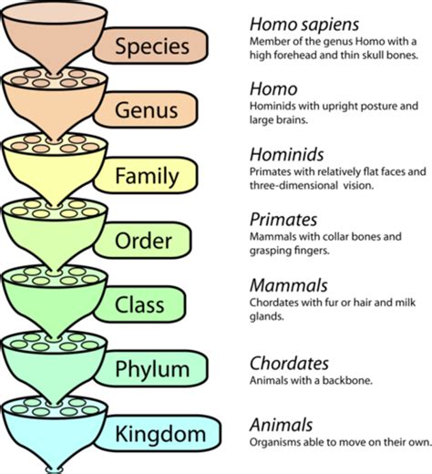 Organization Of Living Things Read Life Science Ck 12 Foundation