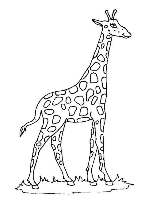 Dessin à Colorier Dune Belle Girafe Jungla Color