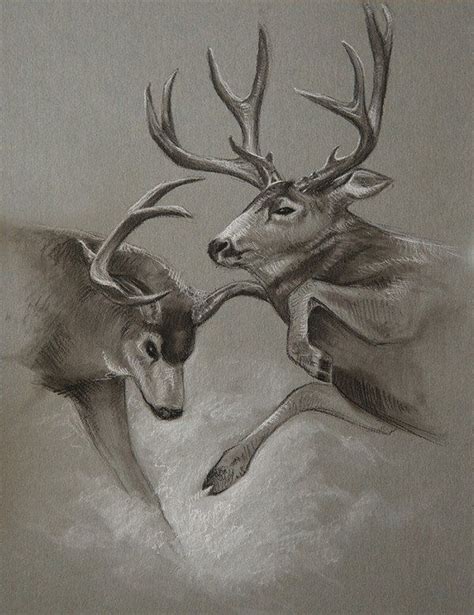 Fighting Bucks Original Sketch Mule Deer Wildlife Art In