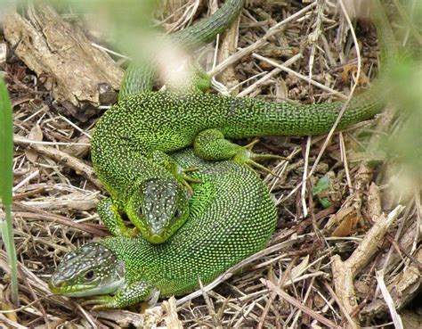 Green Lizards Pairing Up Reptiles And Amphibians Of The Uk Forum