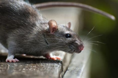 Rat Control London Professional Rat Control Service Rat Removal