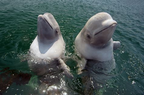 Baby Beluga Whales Play With Scuba Divers