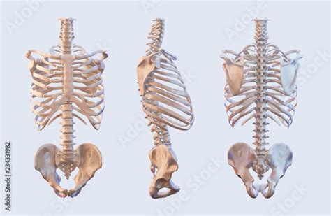Anatomy Between Hip Lower Ribcage In Back What Causes Pain Under