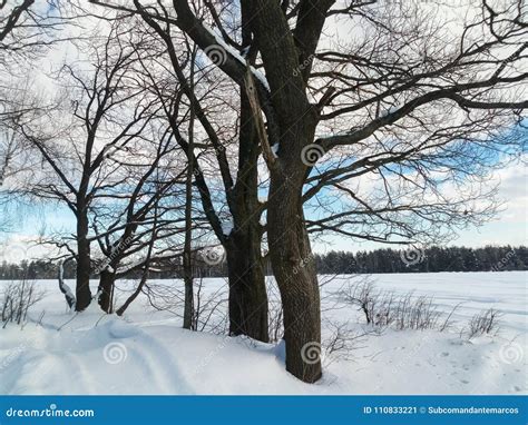 Gentle Blue Sky And Bare Trees On The Edge Of Snow Covered Field Stock
