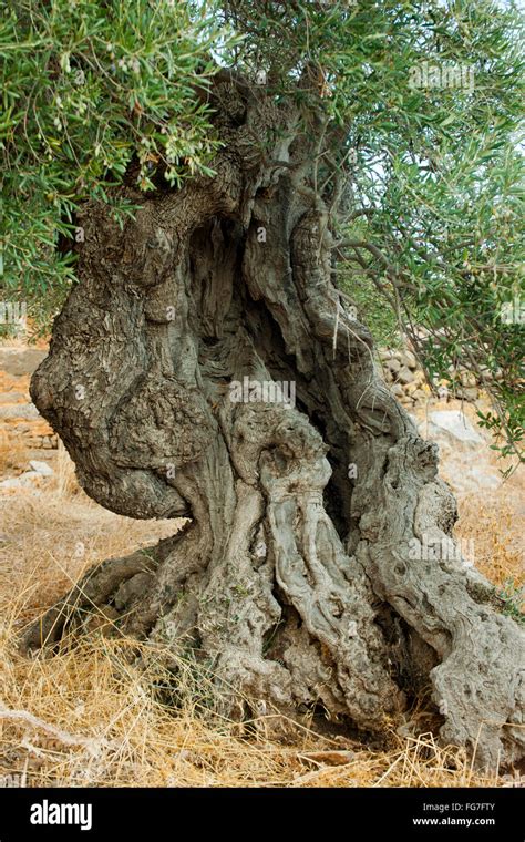 Olivenbaum Kreta Hi Res Stock Photography And Images Alamy