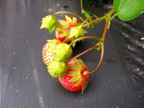 My First Strawberriesaww Strawberry Fruit Aww