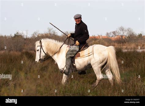 Gardian Riding Camargue Horse Through Wetland In Southern France Stock