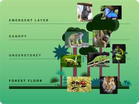 Rainforest Layers Free Activities Online For Kids In 2nd Grade By
