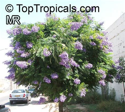 Purple flowers add vibrant color to a garden. Flowering trees in Miami. (Poinciana, Orchid: home ...